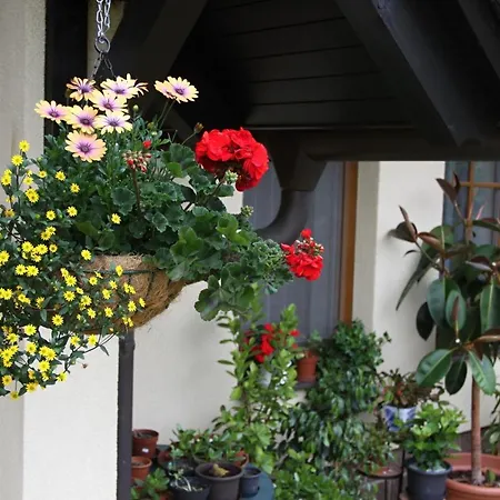 Apartmán Zdarske Vrchy Světnov